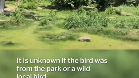 Unexpected Encounter: Crane Enters Tiger Enclosure 🐅🕊️⚠️