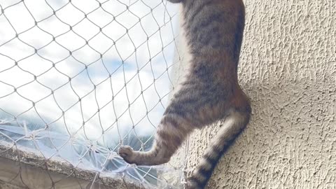 Kitten Determined to Find a Way Out