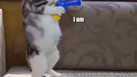 funny cats videos