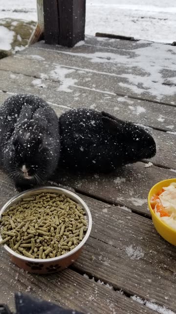Eavesdropping on the rabbit convention! #SparklegleamFarm #Bunny #homestead #rabbit #farmanimals