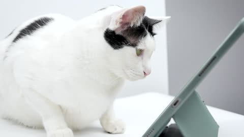 Cute Animal Ep65