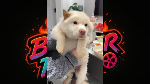 ☺️ 🐶 "Cute & Funny Dog Moments Compilations"