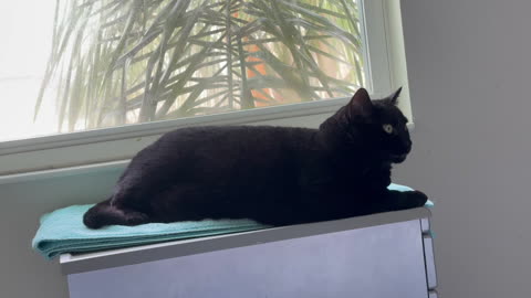 Cute Precious Piper Has a Custom Spa - Adopting a Cat from a Shelter Vlog