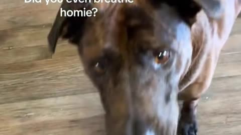 "Funny Dogs Eating Everything 🐾🤣"