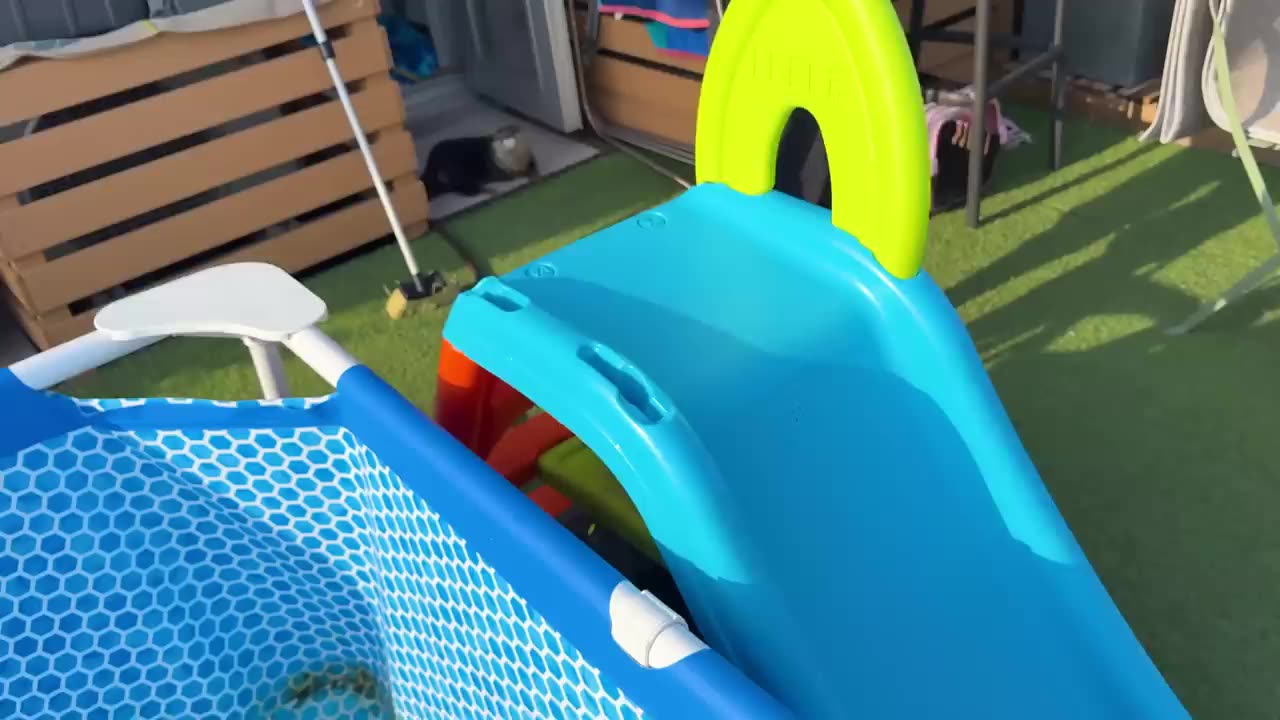 The otter was instantly hooked on the new water gun!