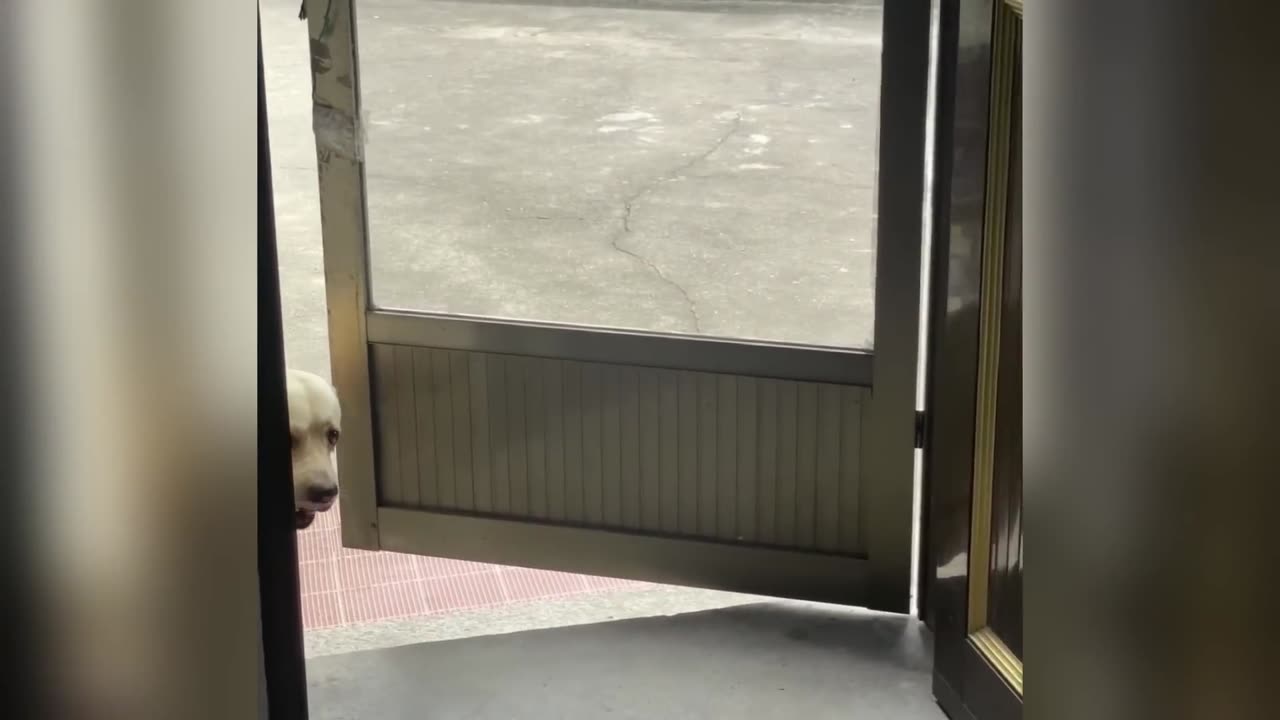 Funniest Cats and Dogs #Try Not To Laugh😜