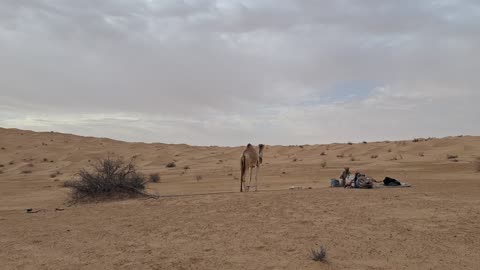 Sahara Camp April 6, 2025