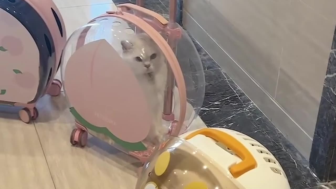 📹 Trending Chinese Viral Videos | Funny, Emotional & Shocking Moments