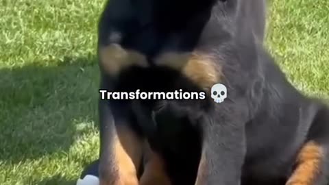 《Epic Dog Fails! This Pup's IQ is Questionable》