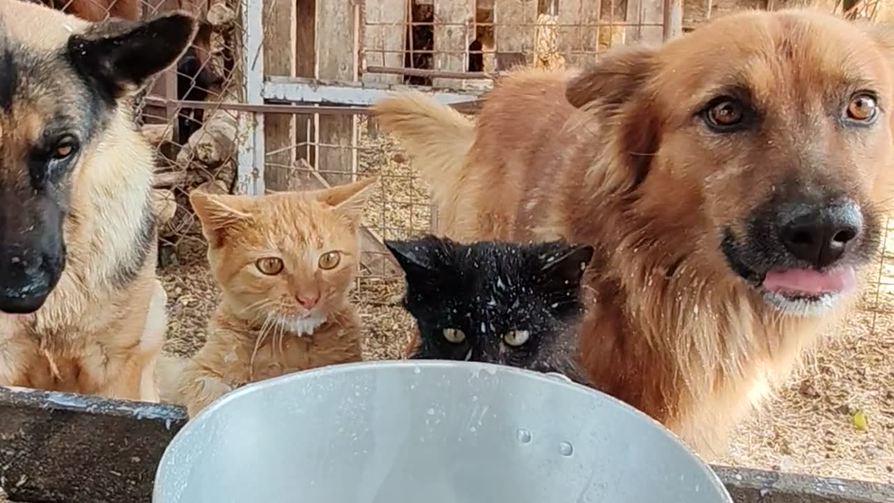 Cat and Dog Milk Bar