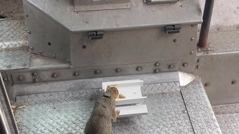 Squirrel Tries Small Picnic Table