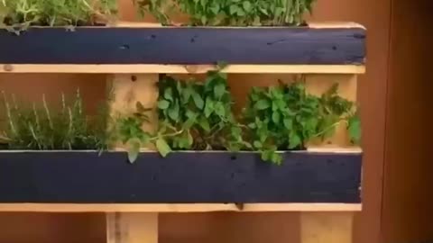 A bed for greens from pallets