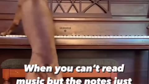 Wich one of the dogs plays better piano
