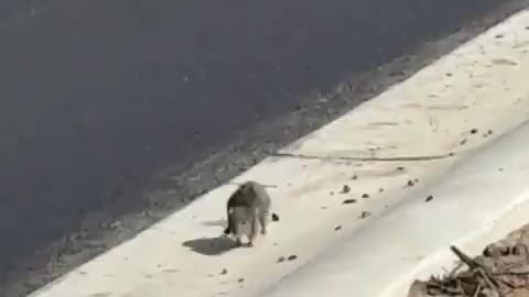 Not So Clean Getaway