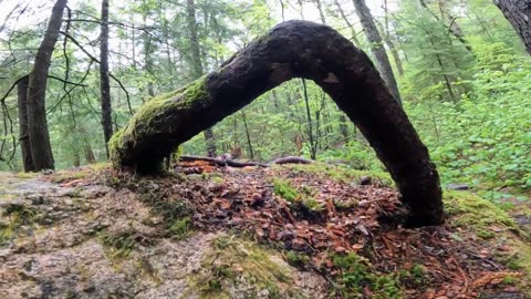 Rad Root