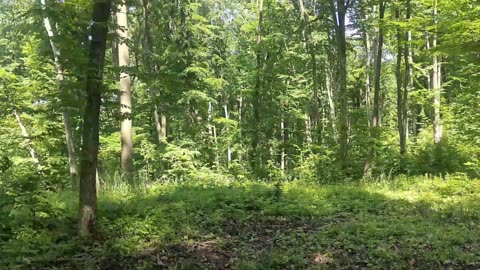 This Is the Perfect Place to Camp Overnight 🔥 Forest Ambience, Birds & Wind Sounds