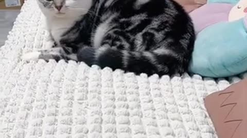 Funny Cats & Dogs