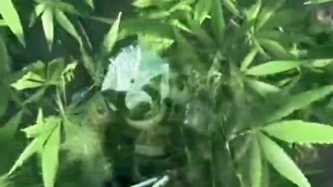 Yes, yes, yes. I found this field)What kind of plant is it_ (✿◕‿◕)🌱 [Ghost of Tsushima]