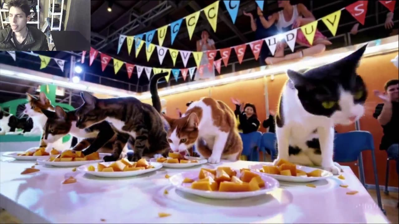 The Cats Attempt The Mango Eating Contest Fake Funny Parody Video