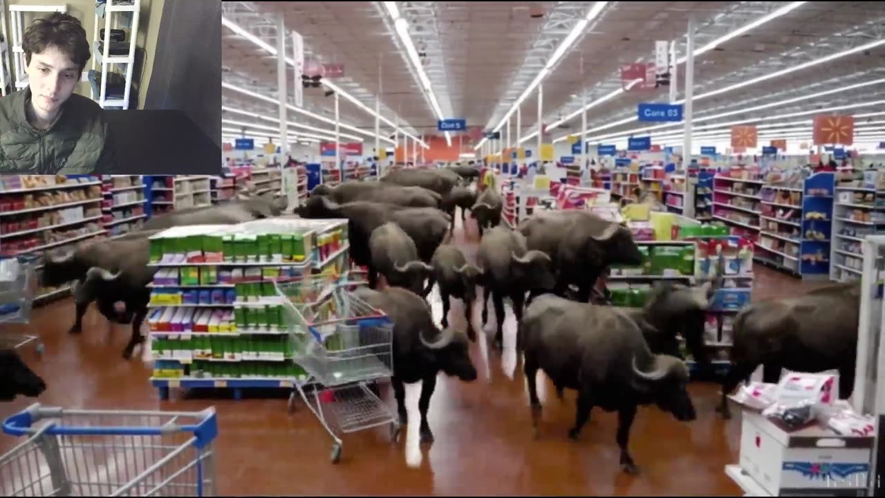 Over 20 Fictitious Buffalos Roam Around A Walmart Supercenter Fake Strange Video With Commentary