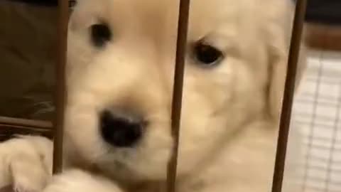 Cute Puppy 🐶❤️