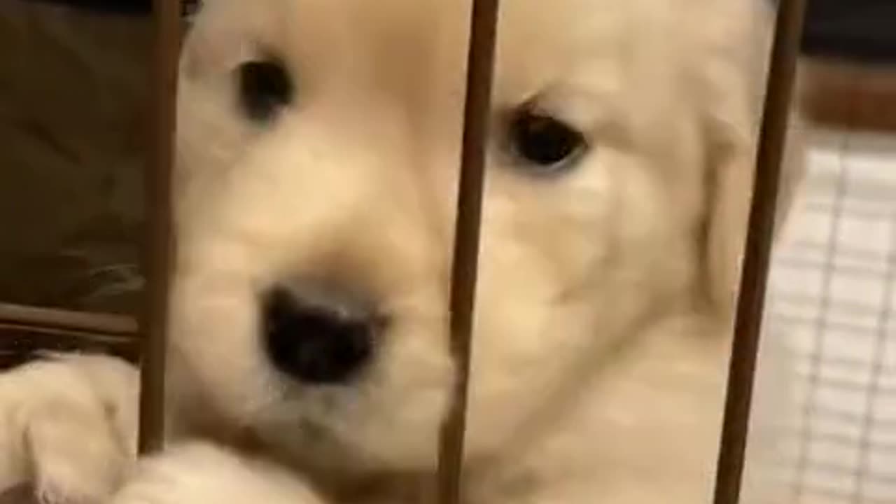 Cute Puppy 🐶❤️