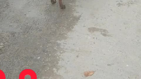 I saw the dog funny dog.