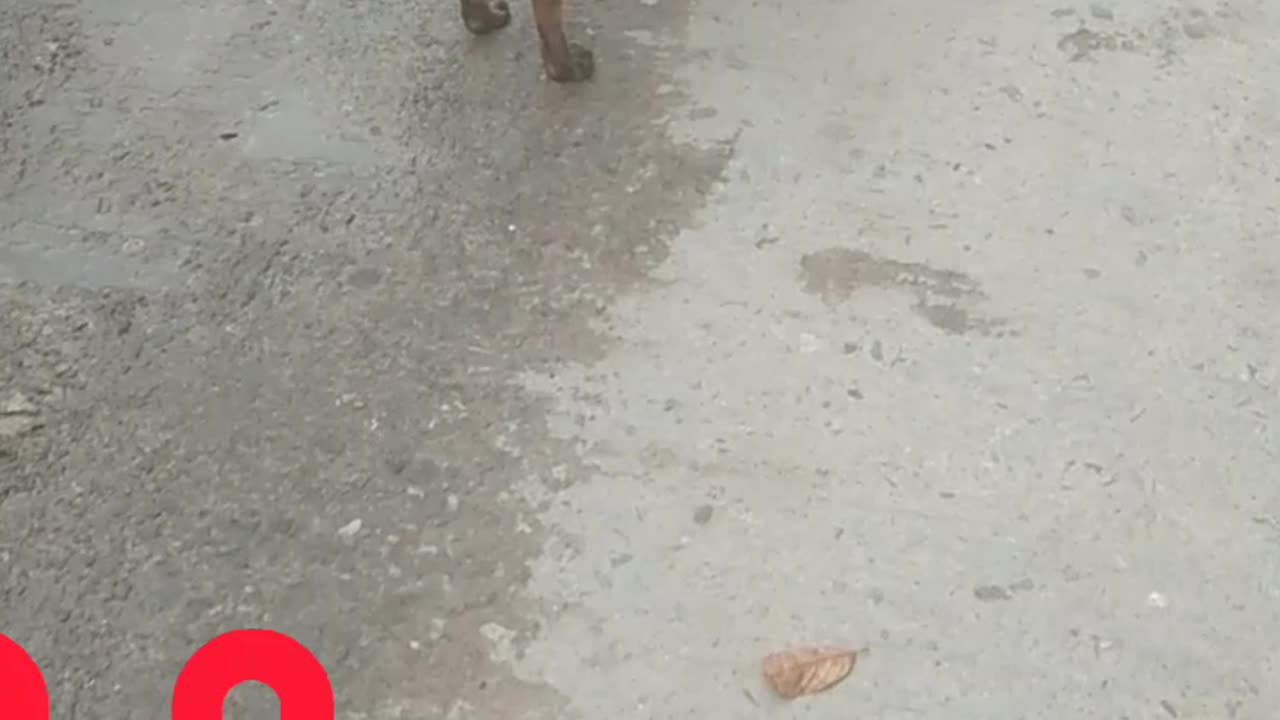 I saw the dog funny dog.