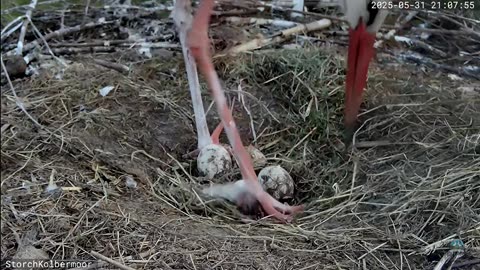 Stork's nest Kolbermoor (DE) - Can you hear the baby's voices (before hatching)? 🎶🎶 🔊🥚🥚🥚🥚