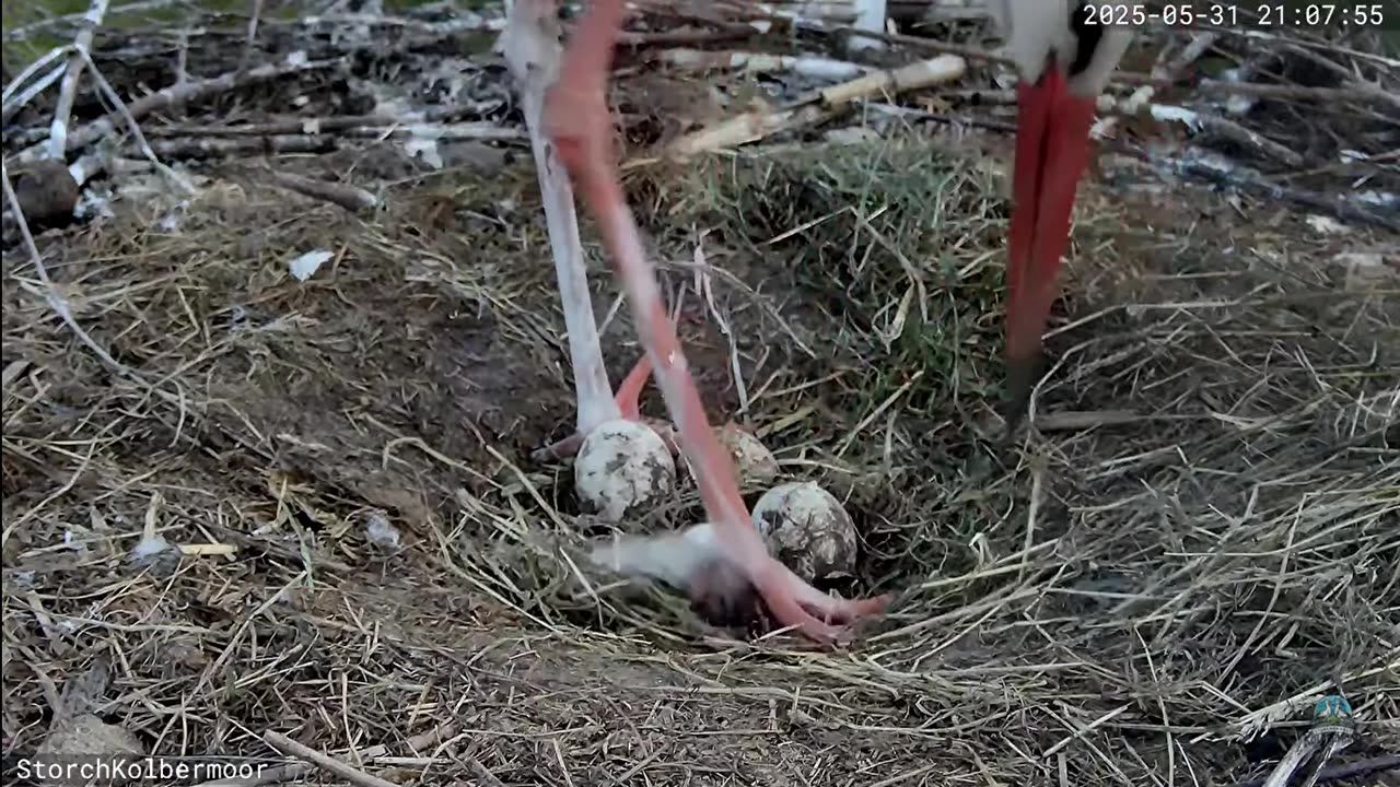 Stork's nest Kolbermoor (DE) - Can you hear the baby's voices (before hatching)? 🎶🎶 🔊🥚🥚🥚🥚