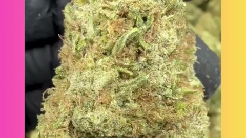 Zkittlez (30% THCa) Classic Reserve Indica | Fruity, Calming Exotic Flower for Wholesale #thcahemp