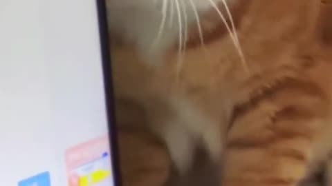 The Cat Is A Fluffy Cat