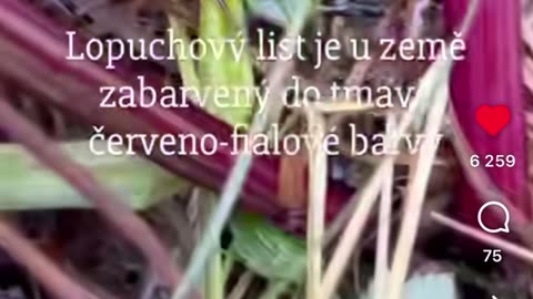 Kořen lopuchu pro soběstačnost a zdraví