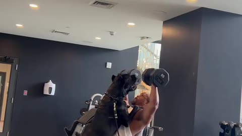 Dog Spots for Owner at the Gym