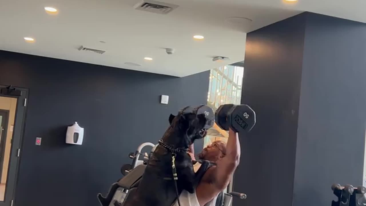 Dog Spots for Owner at the Gym