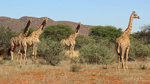 Fast facts about giraffes: Do you know what a group of them is called?