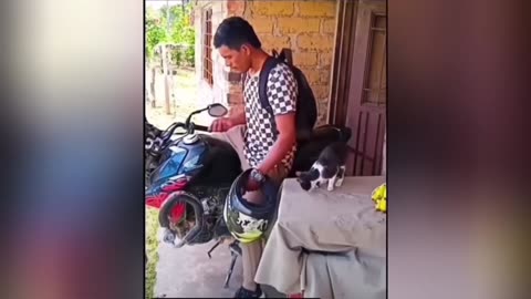 Funny animals video part 1