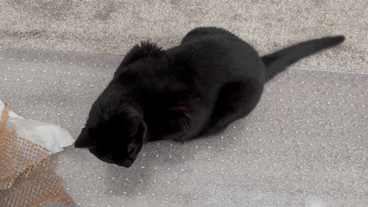 Cute Precious Piper Makes Sure Things Get Done in the Office - My Adopted Shelter Cat Vlog