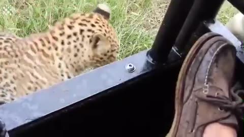 Animal world