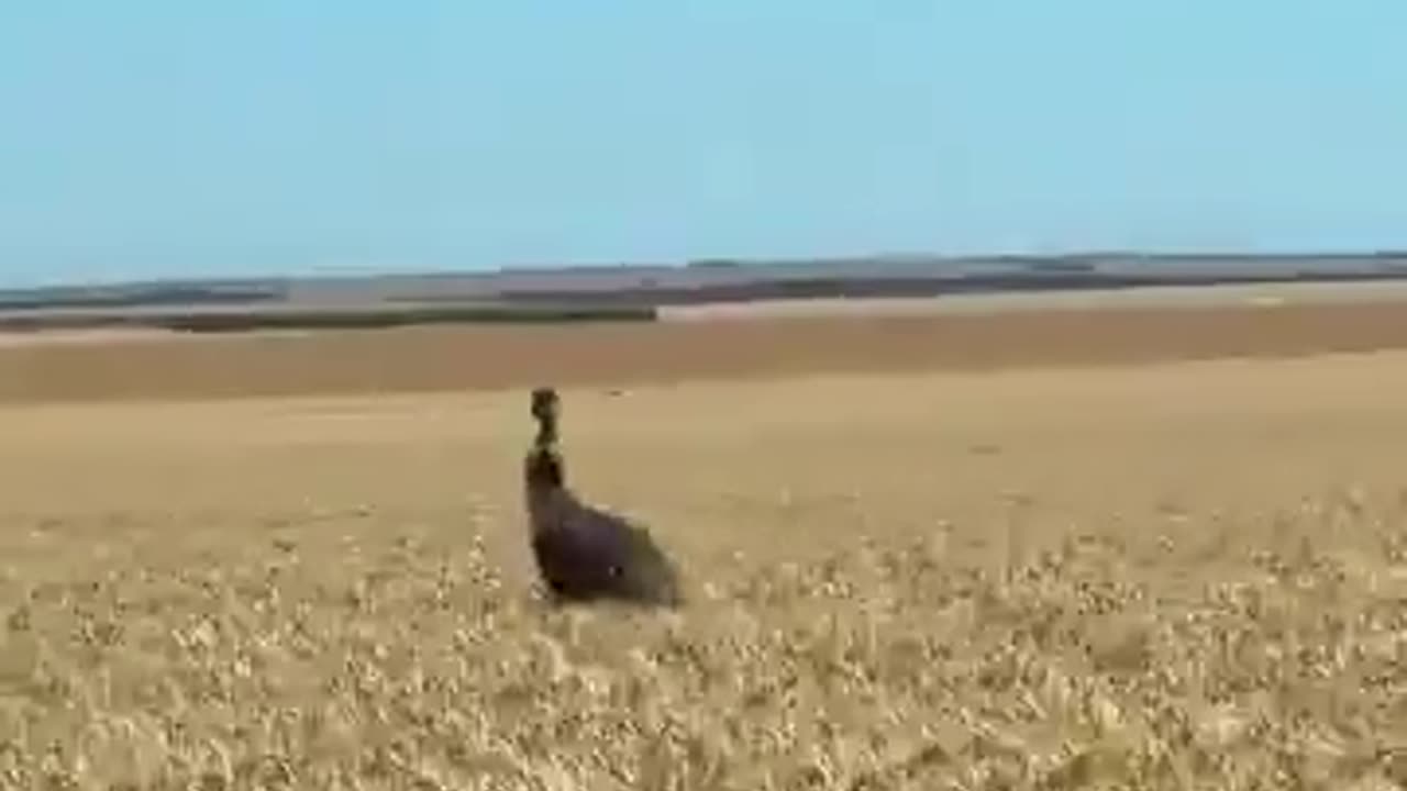 Emu having a blast running through the wheat!