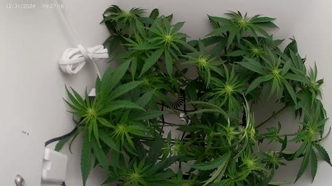 Grow series episode 4 Kool-Aid