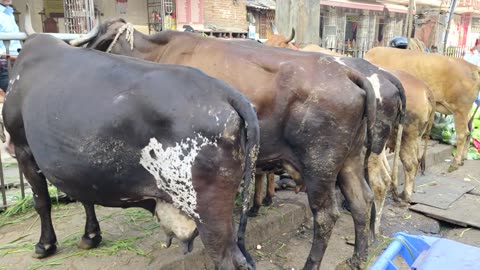holly cow #animalhumor #indiancows #indiancow