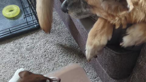 Playful Husky Puppy Annoys Old Dog