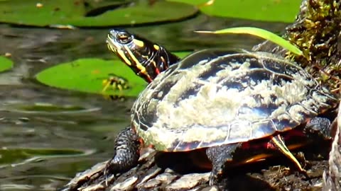 Painted Turtle