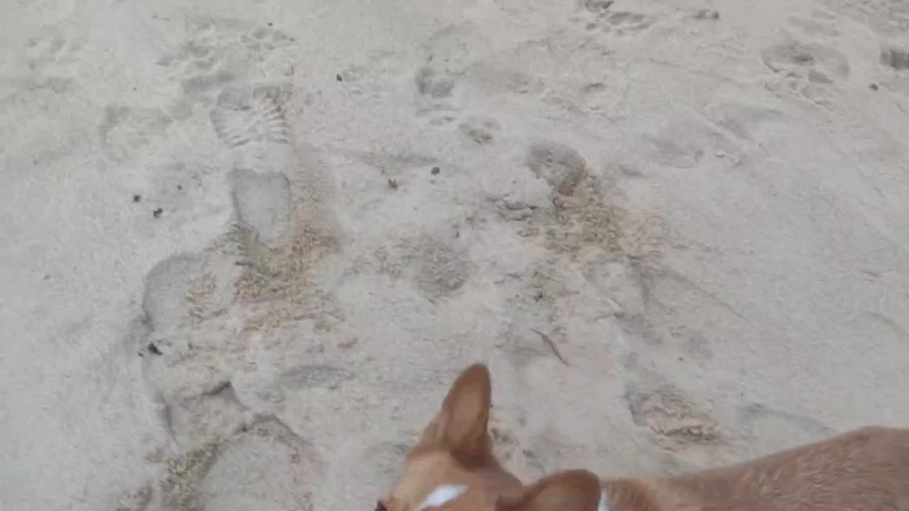 Edgar running on the beach! (Shorts)