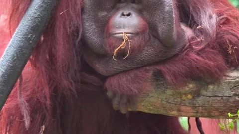 Bornean Orangutan: Secrets of the Rainforest