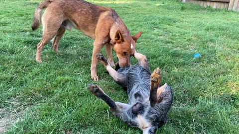 backyard wrastlin 289320948
