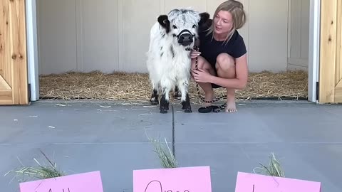 Baby cow chooses her forever name! #shorts