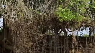 Jaguar Vs Croco Combat