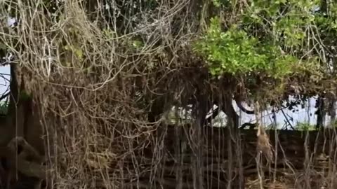 Jaguar Vs Croco Combat